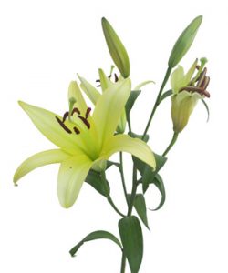 434020_y-nghia-hoa-ly