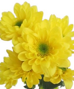 434027_y-nghia-hoa-cuc