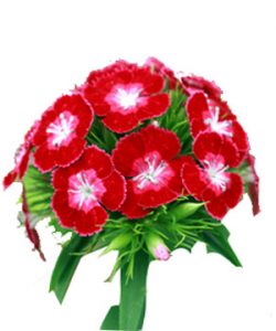 434031_y-nghia-hoa-pangxe