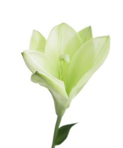 434033_y-nghia-hoa-bach-hop